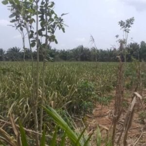 Parcelle résidentielle – 600 m² à Porto-Novo