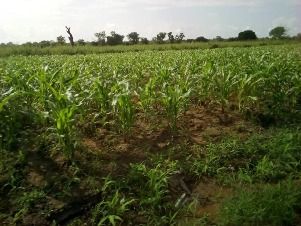 Acheter une parcelle au Bénin : étapes, précautions et conseils pratiques