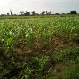 Hectare en bordure de route – Allada