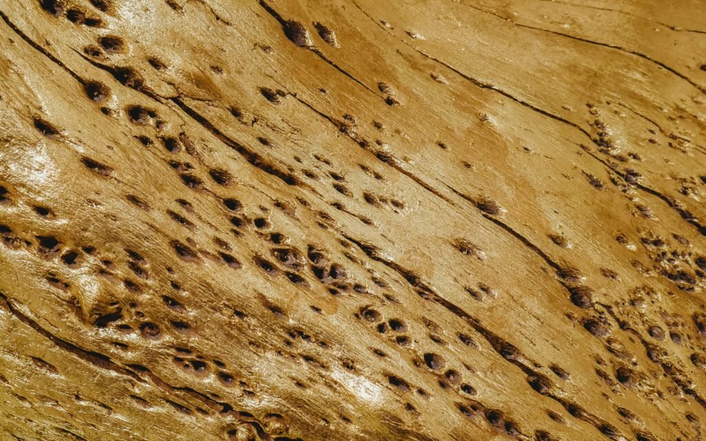 Éviter les termites au Bénin : méthodes modernes et durables